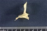 Common Tern (Sternum (Keel) (Axial) - Cranial)