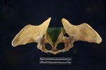 Caribou (Pelvis (Axial) - Cranial)