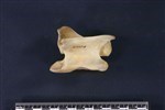 Caribou (Cervical Vertebrae 3 (Axial) - Left)