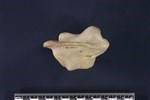 Caribou (Cervical Vertebrae 1 - Atlas (Axial) - Left)