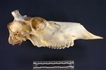 Caribou (Cranium (Axial) - Right)