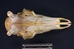 Caribou (Cranium (Axial) - Dorsal)