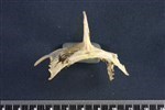 Common Goldeneye (Sternum (Keel) (Axial) - Cranial)
