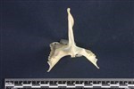 Common Murre (Sternum (Keel) (Axial) - Cranial)