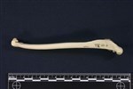 Arctic Loon (Humerus (Left) - Lateral)