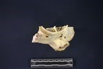 Caribou (Cranial Section: Left (Left) - Cranial)