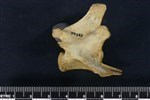 Coyote (Lumbar Vertebrae Middle (Axial) - Right)