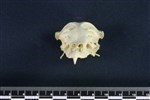 Northern Fulmar (Cranium (Axial) - Cranial)