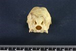 Common Goldeneye (Cranium (Axial) - Caudal)