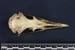 European Herring Gull (Cranium (Axial) - Dorsal)