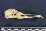 European Herring Gull (Cranium (Axial) - Right)