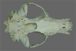 Black Bear (Cranium (Axial) - Ventral)