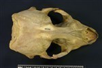 Bearded Seal (Cranium (Axial) - Dorsal)