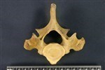 Bearded Seal (Thoracic Vertebrae 1 (Axial) - Cranial)