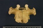 Bearded Seal (Thoracic Vertebrae Middle (Axial) - Dorsal)