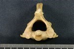 American Beaver (Cervical Vertebrae 2 - Axis (Axial) - Cranial)