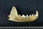 American Marten (Jaw (Axial) - Right)