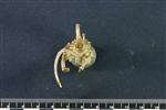 American Marten (Cervical Vertebrae Last (Axial) - Caudal)