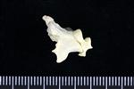 Crow (Cervical Vertebrae 2 - Axis (Axial) - Right)