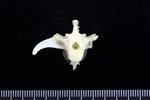 Crow (Thoracic Vertebrae Middle (Axial) - Caudal)