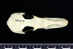 Brant Goose (Cranium (Axial) - Dorsal)