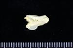 Brant Goose (Cervical Vertebrae 3 (Axial) - Left)