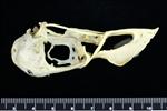 Horned Puffin (Cranium (Axial) - Left)