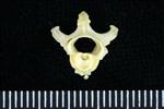 Horned Puffin (Cervical Vertebrae 1 - Atlas (Axial) - Cranial)