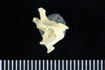 Horned Puffin (Cervical Vertebrae 3 (Axial) - Right)