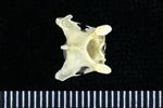 Horned Puffin (Cervical Vertebrae 3 (Axial) - Dorsal)