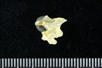 Horned Puffin (Cervical Vertebrae Last (Axial) - Right)