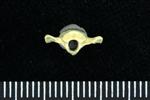 Horned Puffin (Caudal Vertebrae 1 (Axial) - Cranial)