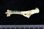 Horned Puffin (Coracoid (Left) - Lateral)