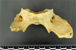 Black Bear (Cervical Vertebrae 1 - Atlas (Axial) - Ventral)