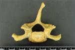 Black Bear (Thoracic Vertebrae 1 (Axial) - Cranial)