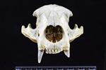 Black Bear (Cranium (Axial) - Cranial)