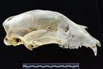 Black Bear (Cranium (Axial) - Right)
