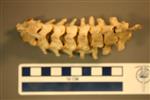 American Badger (Thoracic Vertebrae 2 (Axial) - Overview)