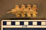 American Badger (Thoracic Vertebrae 5 (Axial) - Overview)
