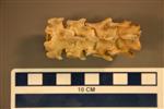 American Badger (Thoracic Vertebrae 10 (Axial) - Overview)