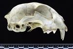 Canada lynx (Cranium (Axial) - Right)