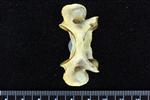 Bobcat (Cervical Vertebrae 1 - Atlas (Axial) - Ventral)