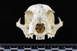 Bobcat (Cranium (Axial) - Cranial)