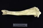 American Bison (Tibia (Right) - Medial)