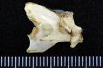 Pacific White-Fronted Goose (Cervical Vertebrae 2 - Axis (Axial) - Right)
