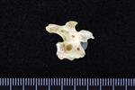 Glaucous Gull (Thoracic Vertebrae 1 (Axial) - Right)