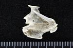 Red throated Loon (Cervical Vertebrae 3 (Axial) - Left)