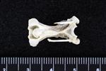 Red throated Loon (Cervical Vertebrae 3 (Axial) - Ventral)