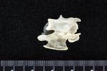 Red throated Loon (Thoracic Vertebrae 1 (Axial) - Left)