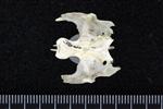 Red throated Loon (Thoracic Vertebrae Middle (Axial) - Ventral)